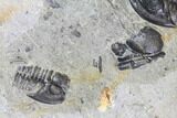 Bargain, Detailed Gerastos Trilobite Fossil - Morocco #145753-2